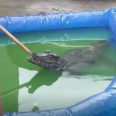 Jacaré invade piscina em Manaus e mobiliza resgate