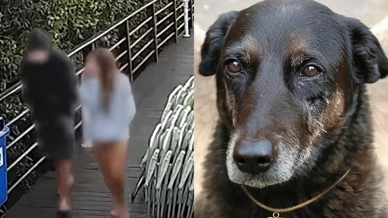 O que houve com o adolescente que teria tirado a vida do cão Orelha