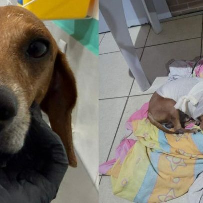 Mulher é indiciada por jogar líquido quente em cão comunitário em Goiás