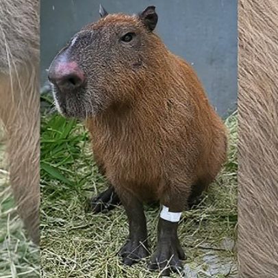Justiça converte prisão de seis homens em preventiva por ataque a capivara
