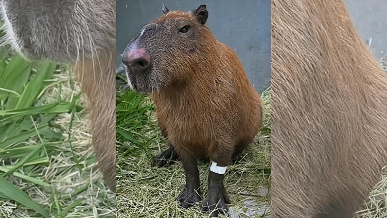 Capivara agredida no último sábado (21)