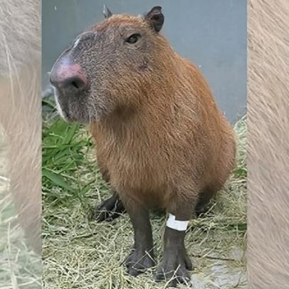 Capivara agredida no Rio pode perder visão de um olho, dizem veterinários