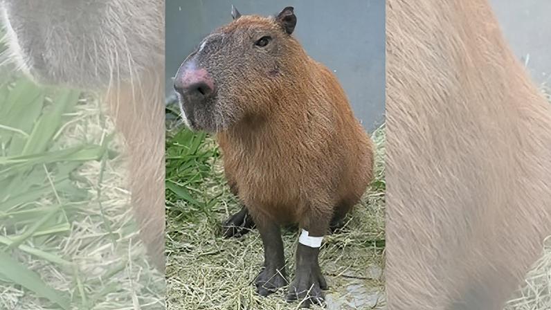 Capivara agredida no último sábado (21)