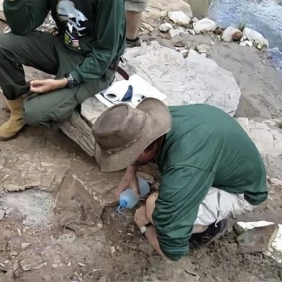 Nova espécie de anfíbio incomum é descoberta no Brasil