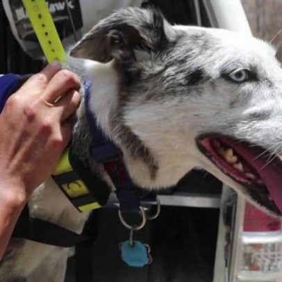 Cão que salvou coalas durante incêndios na Austrália se aposenta