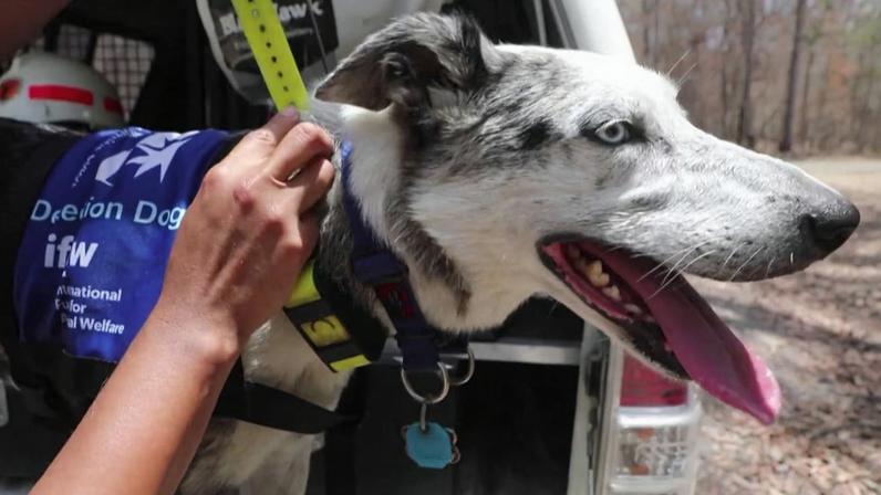 Cachorro ajudou a localizar mais de 100 coalas durante os incêndios que atingiram a Austrália