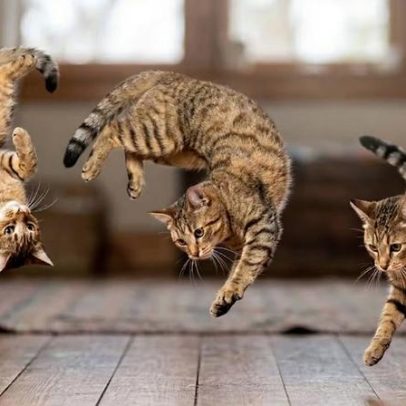 Pesquisadores explicam por que gatos caem sempre em pé