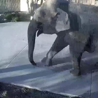 Elefanta foge de zoológico e passeia pela cidade