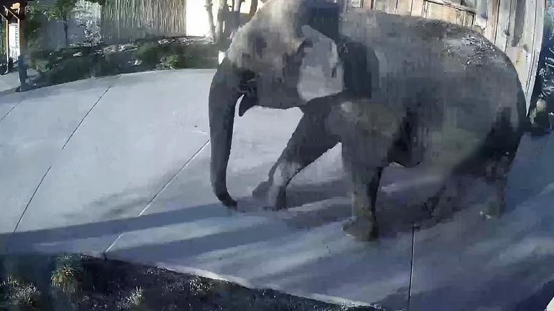 Elefante fugiu de zoológico nos Estados Unidos