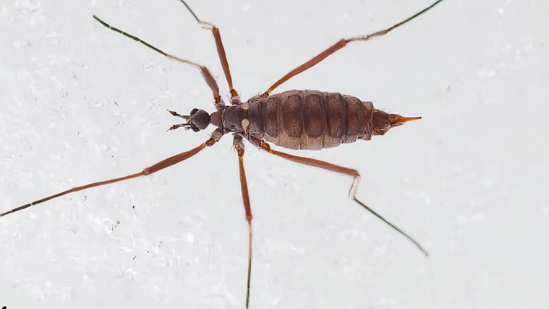 Mosca-da-neve revela habilidade chocante para viver abaixo de zero (Imagem: Matthew Capek et al./ Current Biology, 2026/ CC BY-SA 4.0)