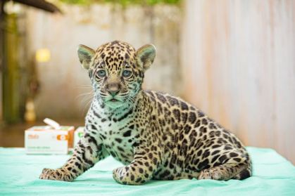 Filhote de onça ameaçada nasce em zoo do Pará
