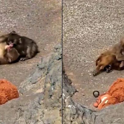 Punch, macaco órfão, troca pelúcia por companhia e é flagrado com fêmea