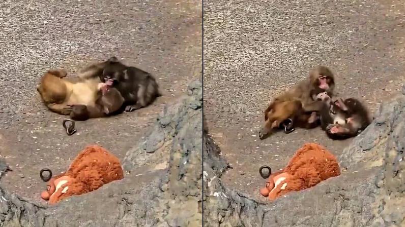 Punch, macaco órfão, troca pelúcia por companhia e é flagrado com fêmea