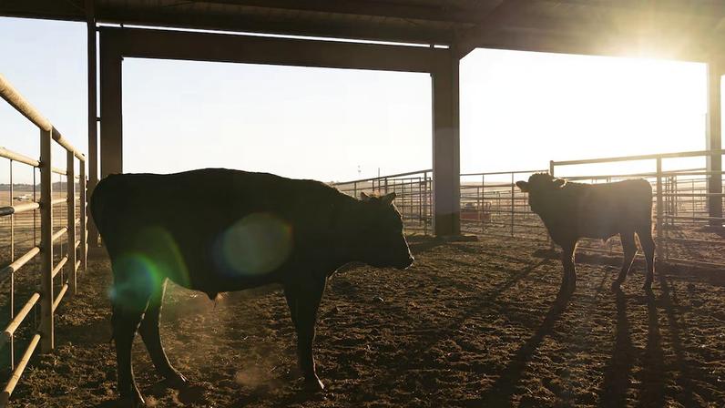 MBRF enfrenta pressão do ciclo pecuário nos EUA e diz que pior ficou para trás