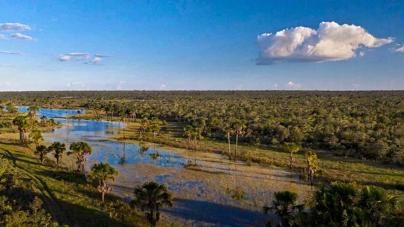 Pradarias e areas úmidas perdem para agricultura quatro vezes mais que florestas