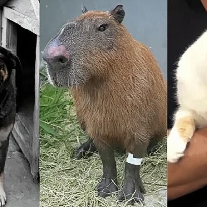 Ataques recentes contra gatos, cães e capivaras são relembrados