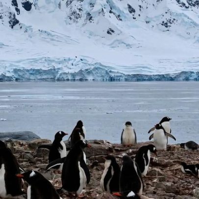 Etiqueta de sustentabilidade do krill antártico é questionada