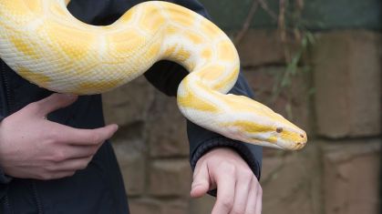 Píton Birmanesa Albina no Noah's Ark Zoo Farm em 2 de agosto de 2016 em Bristol, Inglaterra