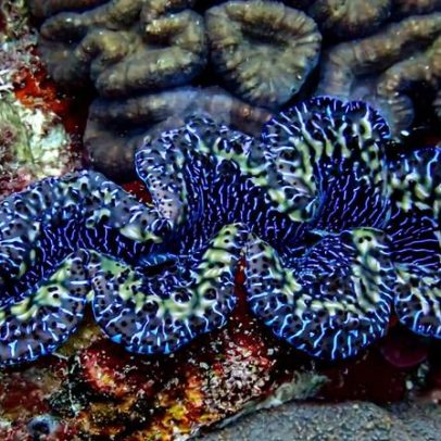 Proteção tradicional mostra-se mais eficaz para amêijoas em Samoa Americana