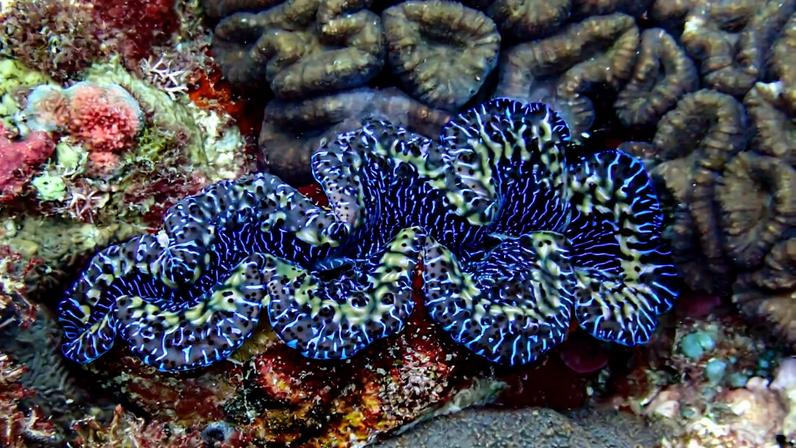 Proteção tradicional mostra-se mais eficaz para amêijoas em Samoa Americana