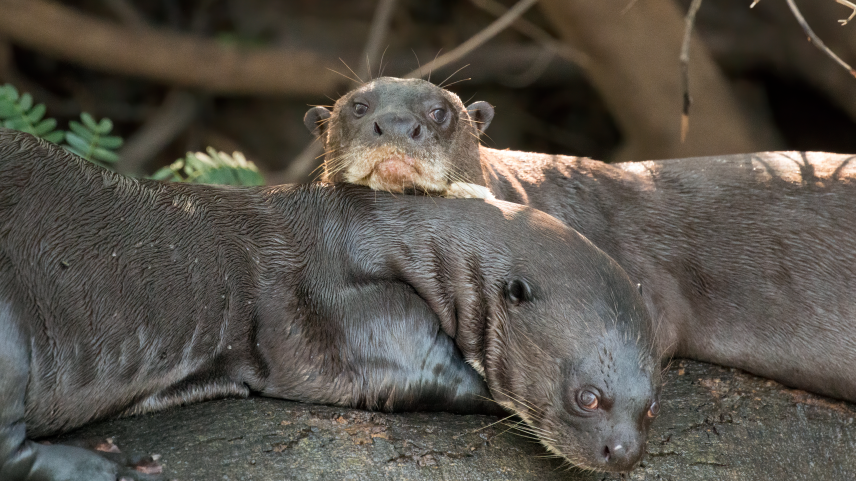 COP15: Entenda o que é a conferência da ONU sobre espécies migratórias que tem como palco desta edição o Brasil