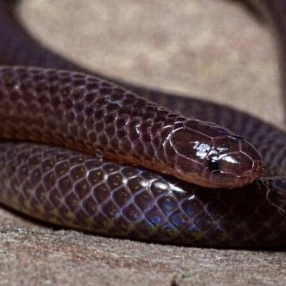 Cingapura planeja reintroduzir répteis perdidos para restaurar a fauna