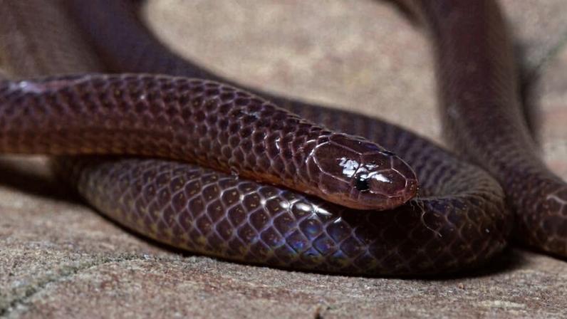 Cingapura planeja reintroduzir répteis perdidos para restaurar a fauna