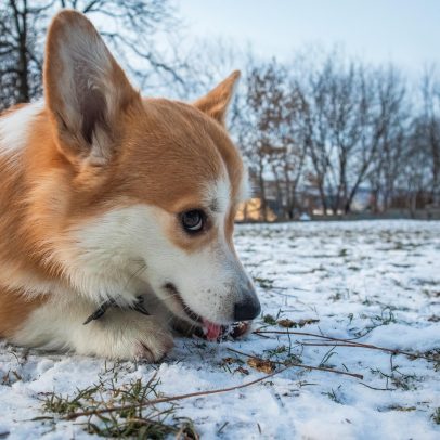 Corgi lidera fuga de sete cães por 17 km em cidade da China