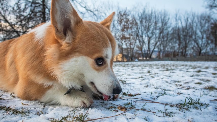 Corgi liderou 'fuga' de cachorros que escaparam de traficantes