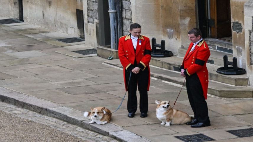 Os cães Muick e Sandy no funeral da rainha Elizabeth II