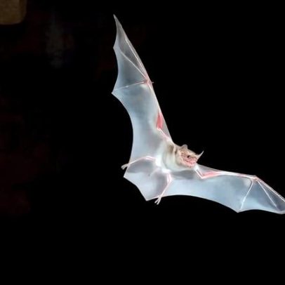 Entardecer em cavernas do Quênia: cientistas estudam morcegos