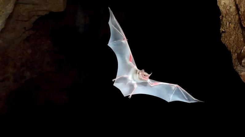 Entardecer em cavernas do Quênia: cientistas estudam morcegos