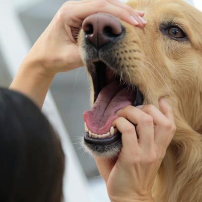 Como agir quando um animal está engasgado