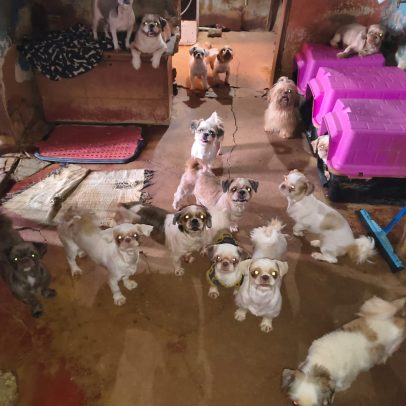 Polícia prende tutora após encontrar 61 cães em maus-tratos em MG