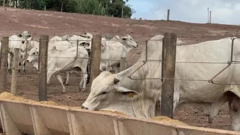 Tecnologia eleva digestibilidade do milho, melhora ganho de peso dos bovinos e desperta interesse internacional