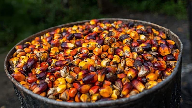 Oil palm kernels at Socfin’s Sierra Leonean plantation. Image courtesy of Maja Hitij.