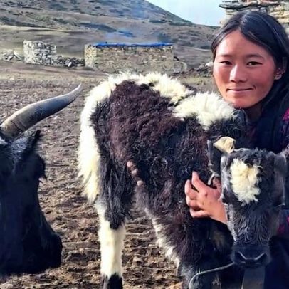 Mudanças climáticas testam iaks selvagens e domesticados no Nepal