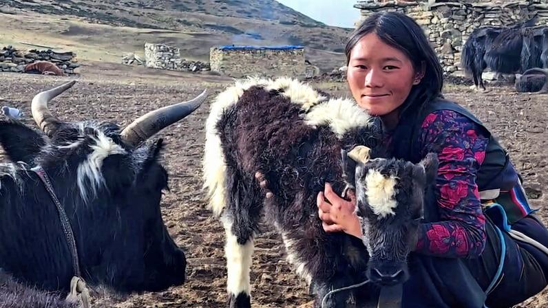 Mudanças climáticas testam iaks selvagens e domesticados no Nepal