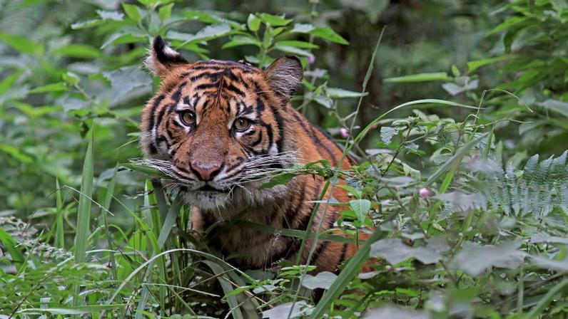 Proteger tigres traz benefícios amplos, diz Debbie Banks