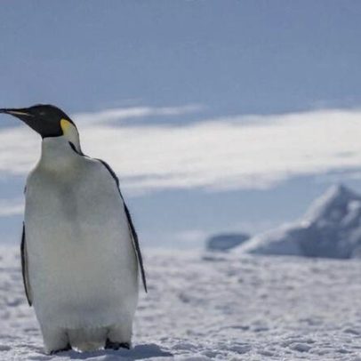Descoberta acidental revela nova ameaça climática aos pinguins-imperadores