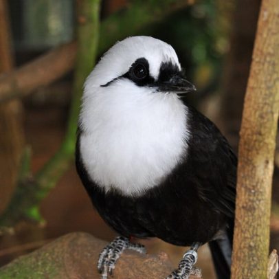 Tráfico de canários ameaça aves-mestre pouco conhecidas, aponta estudo
