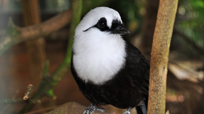 The endangered Sumatran laughingthrush is another masterbird species threatened by trade. Image by Simon Bruslund