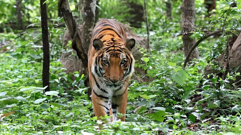 Liga Wild transforma mascotes esportivos em defensores da conservação