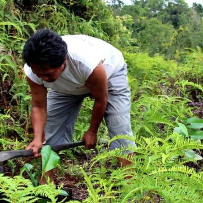 Riscos e benefícios do plantio de árvores para clima e biodiversidade