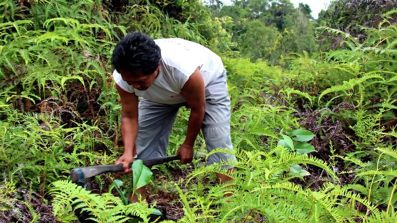 Riscos e benefícios do plantio de árvores para clima e biodiversidade