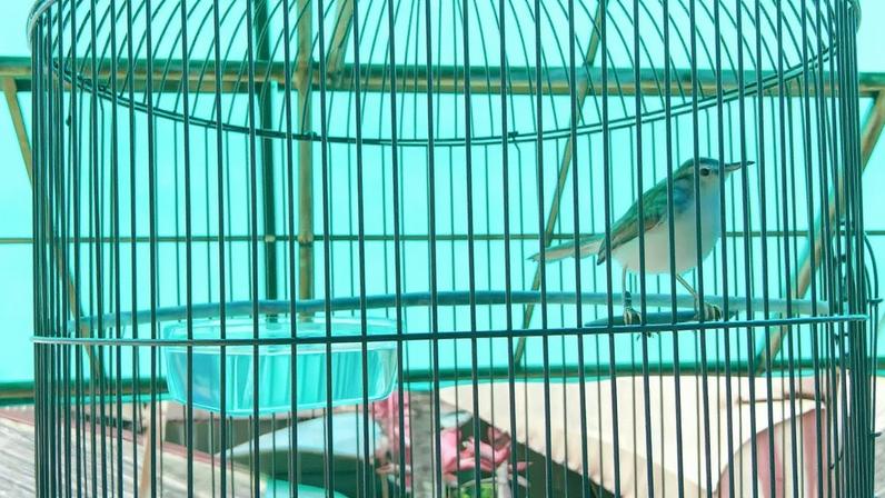 Pássaro conhecido pelo canto está sumindo das florestas da Indonésia