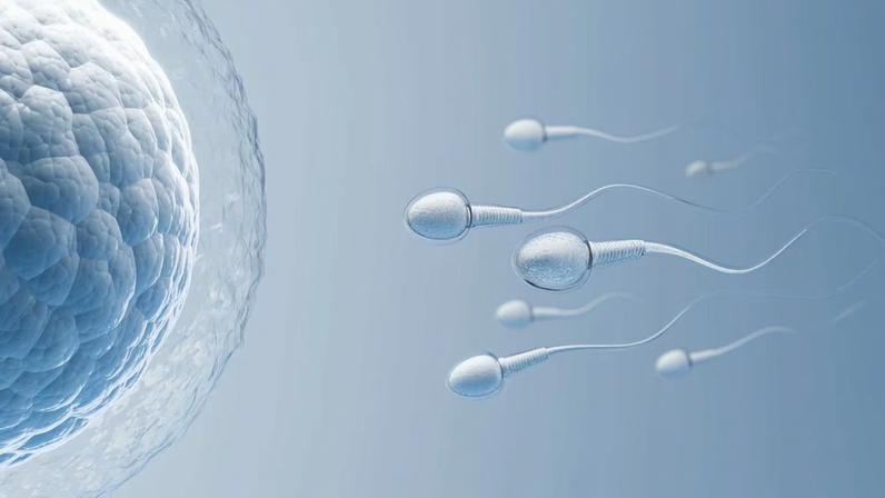 Espermatozoides perdem rumo na microgravidade, estudo sobre reprodução no espaço