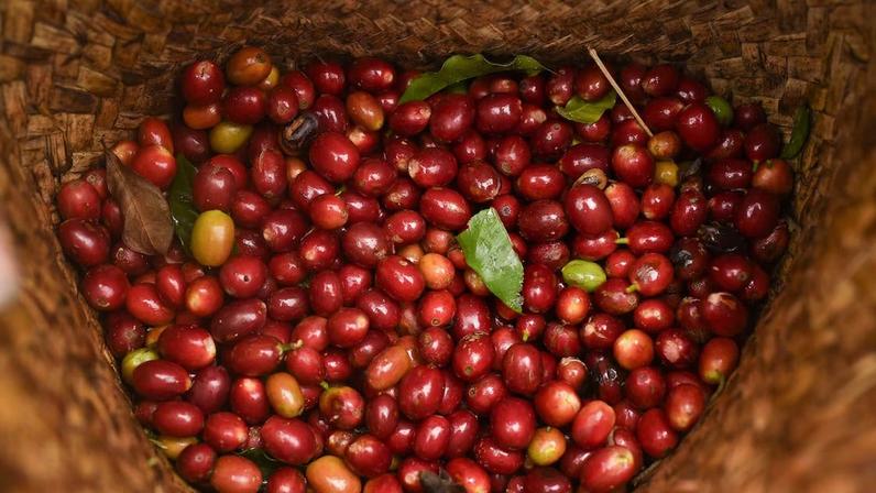 Império invisível do café enfrenta volatilidade de preços e tenta se reinventar