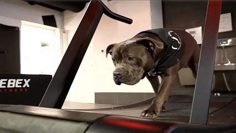Membros da academia interagem com os cães durante os treinos