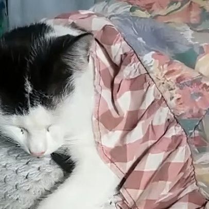 Gato se enrola em coberta para descansar e encanta a tutora